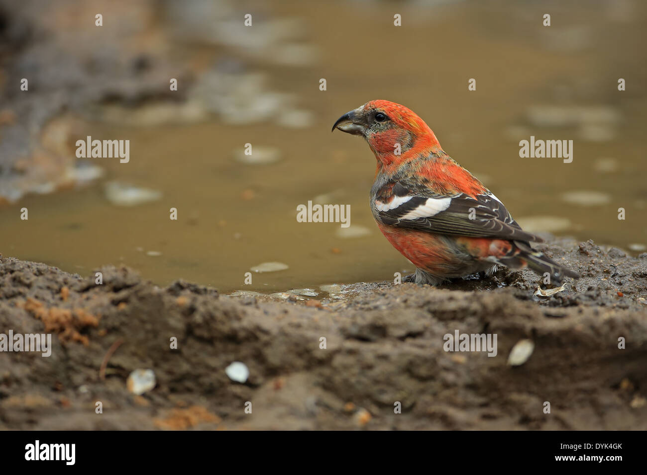 Two-barred Crossbill (Loxia leucoptera) Stock Photo