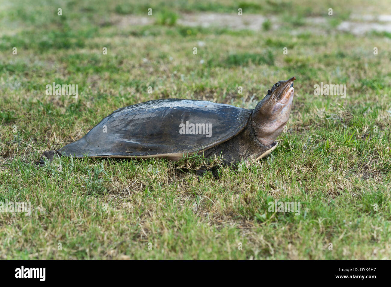 Florida softshell turtle looking for a place to lay her eggs Stock ...