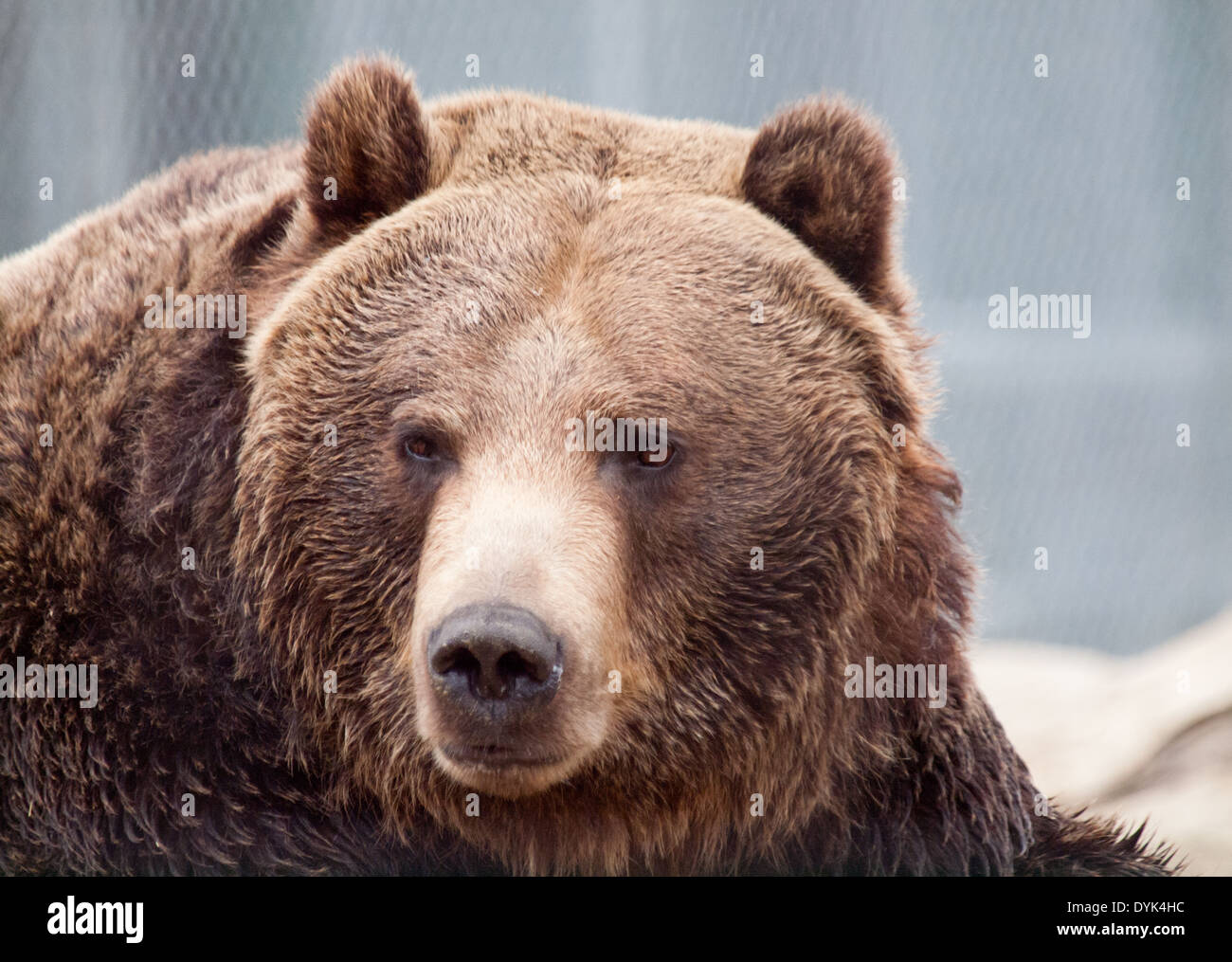 A portrait of an adult Grizzly Bear (Ursus arctos horribilis) in captivity at the Saskatoon Forestry Farm Park and Zoo. Stock Photo