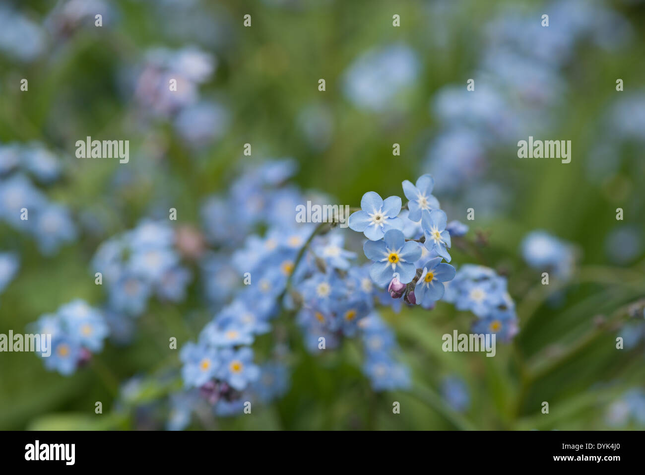 single bunch of blooms of forget-me-not flowers against a shallow depth of field background of out of focus Stock Photo