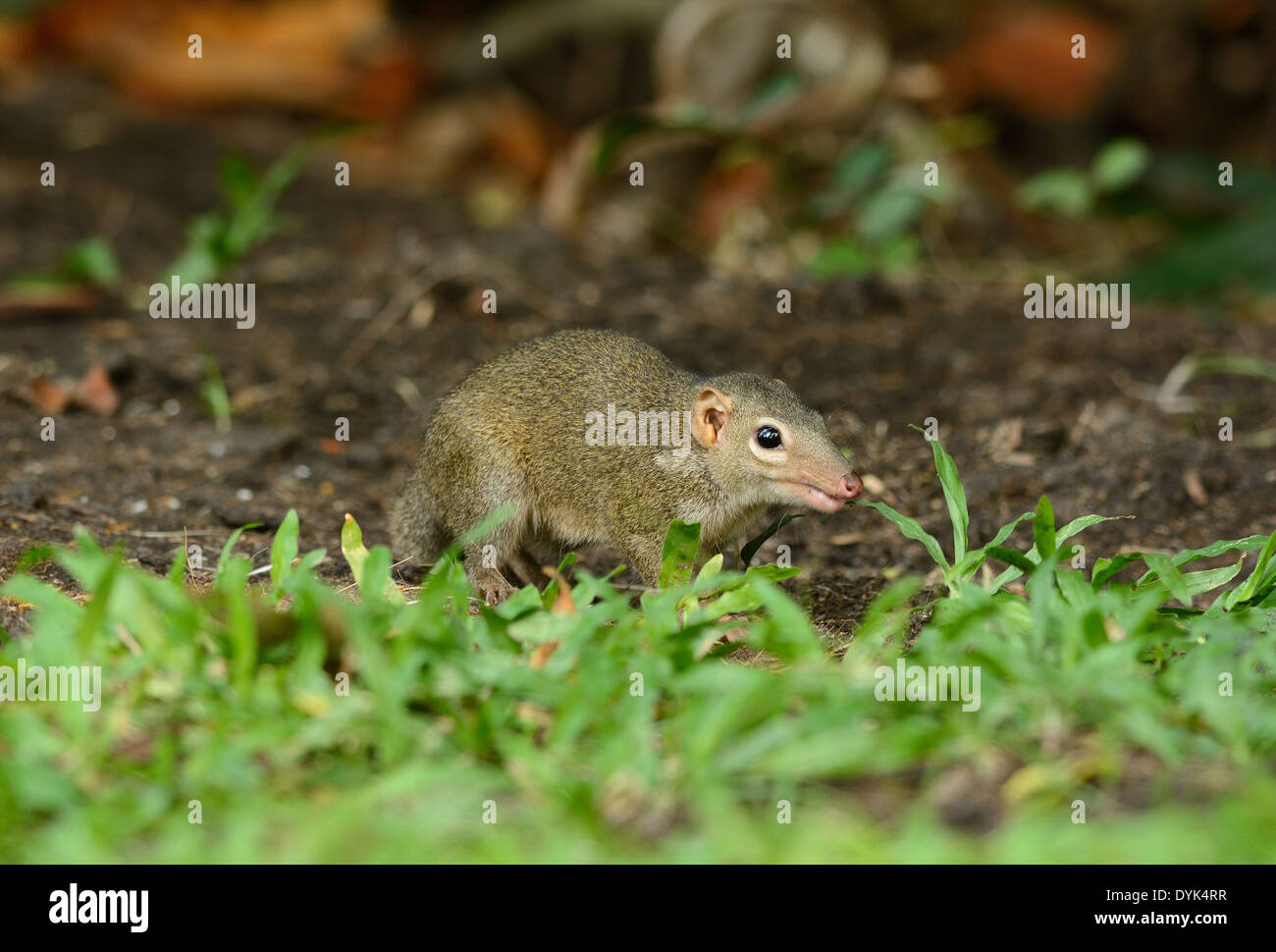 beautiful northern treeshrew (Tupaia belungeri) inThai forest Stock Photo Alamy