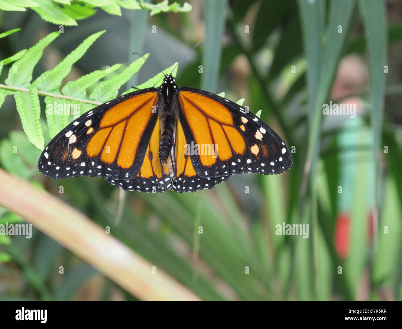 the beautiful butterfly Danaus Plexippus Stock Photo - Alamy