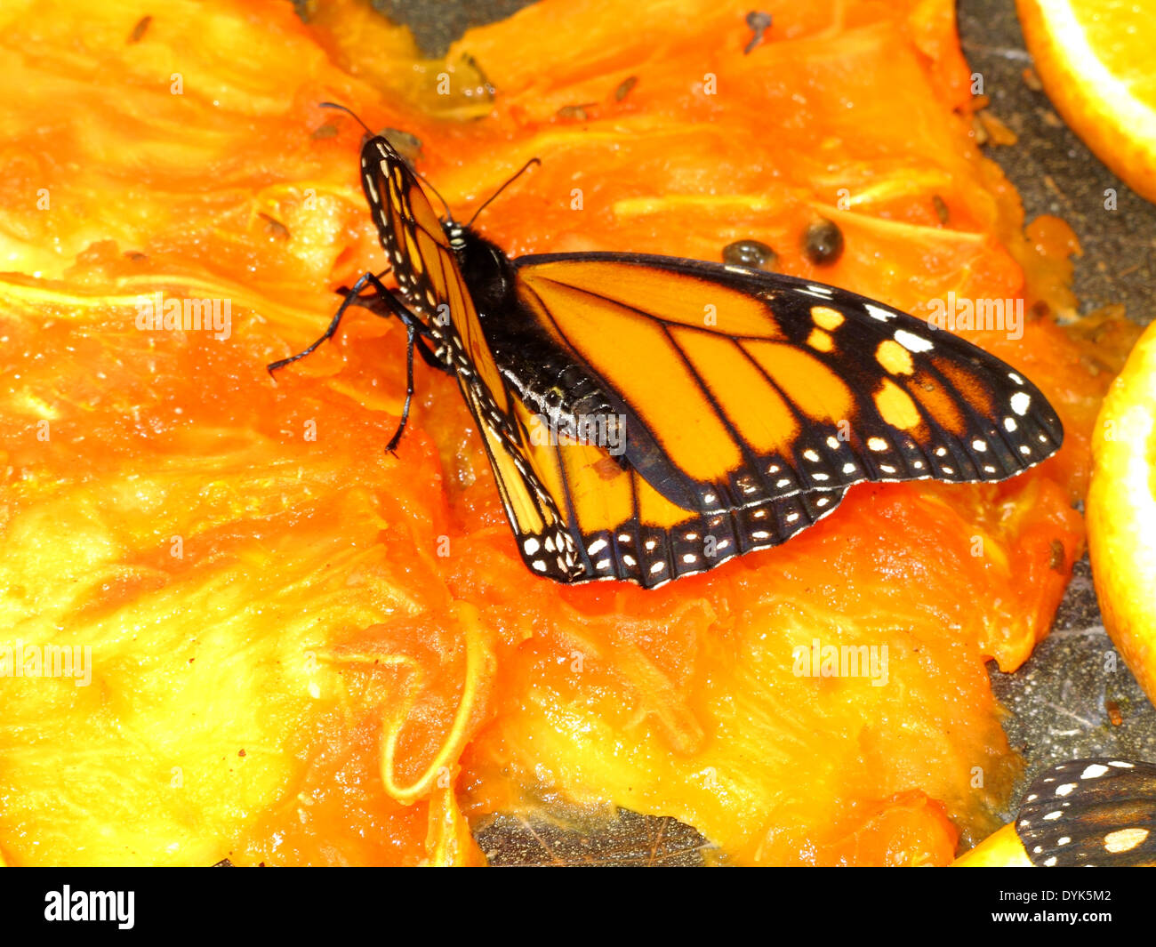 the beautiful butterfly Danaus Plexippus Stock Photo - Alamy