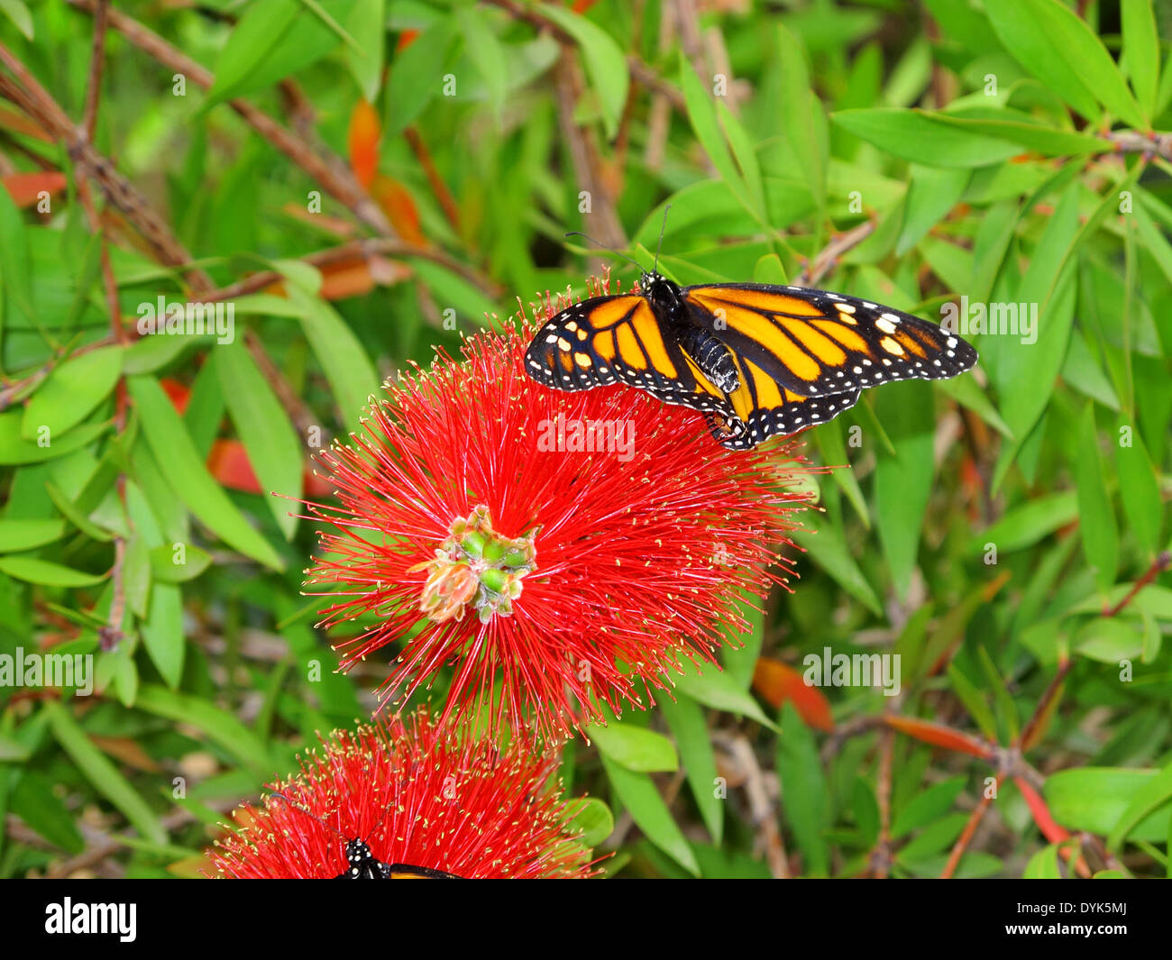 the beautiful butterfly Danaus Plexippus Stock Photo - Alamy