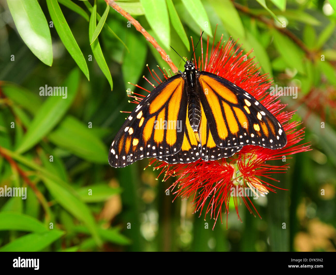 Beautiful butterfly danaus plexippus hi-res stock photography and ...