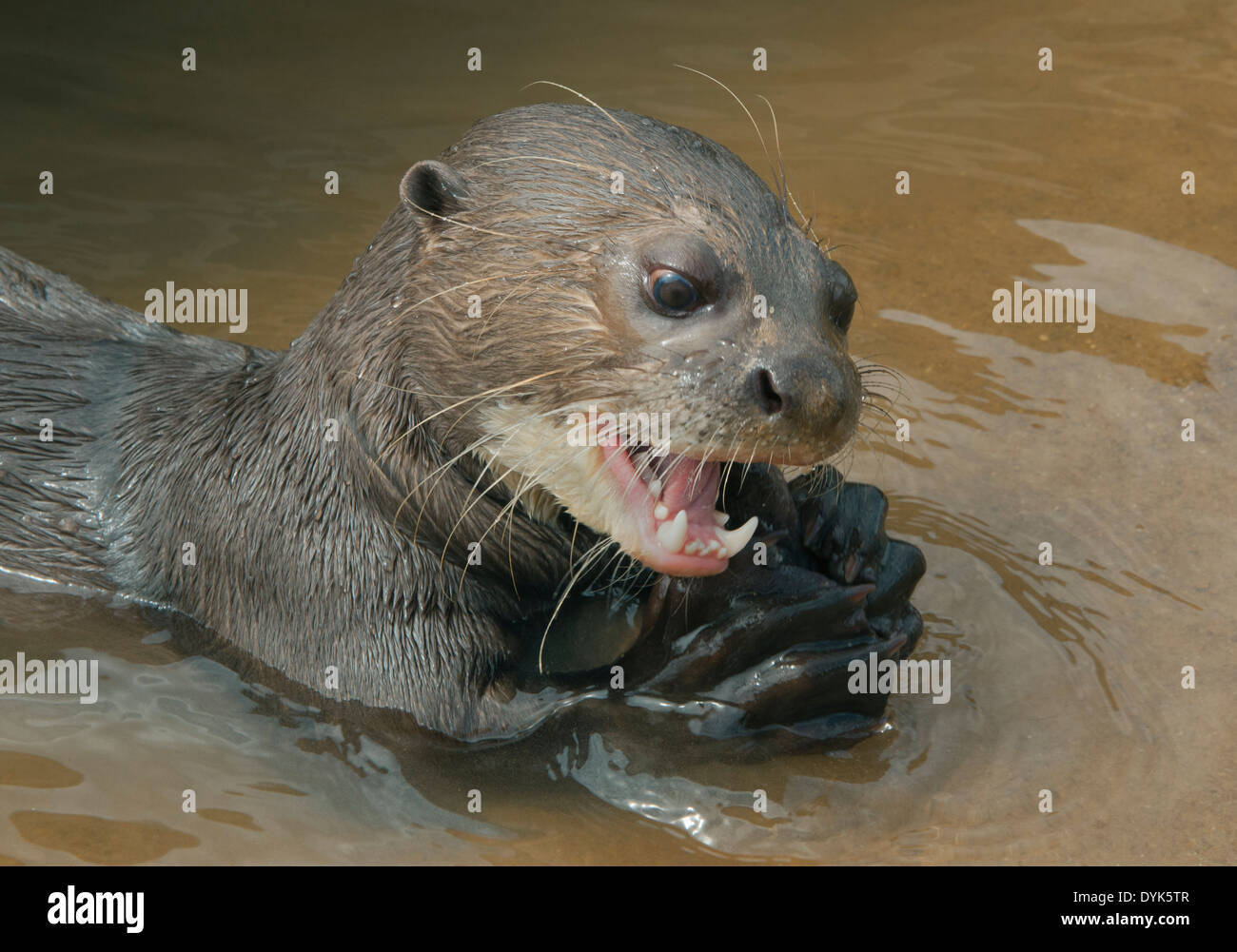 Giant Otter (Pteronura brasiliensis), Rupununi River, Karanambu Ranch ...