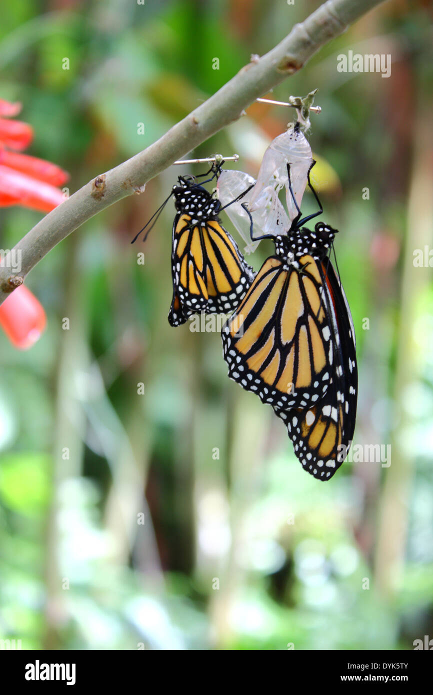 A close up view of the beautiful butterfly Danaus Plexippus Stock Photo ...