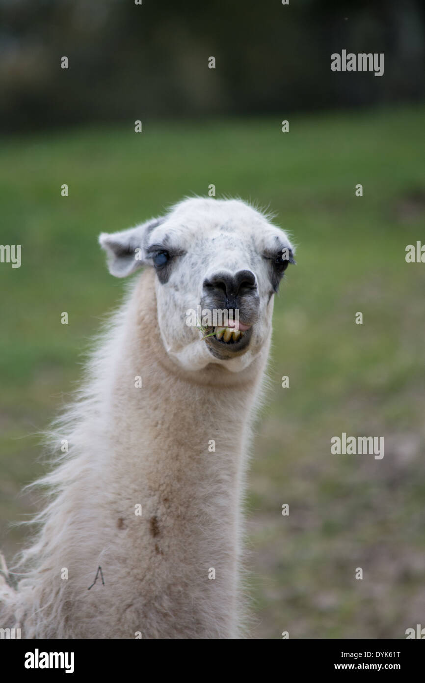 funny looking llama