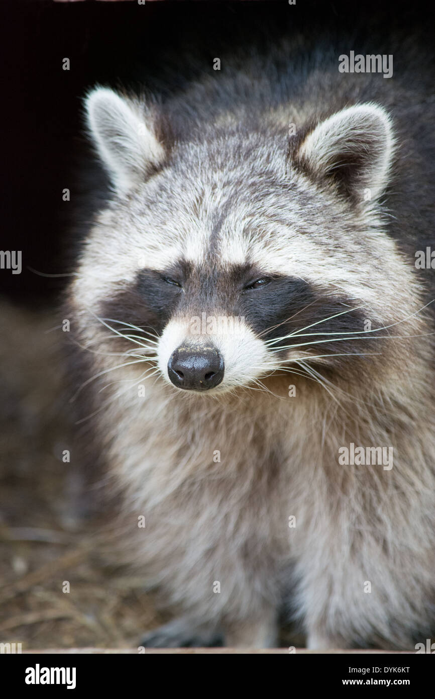 racoon closing eyes Stock Photo Alamy