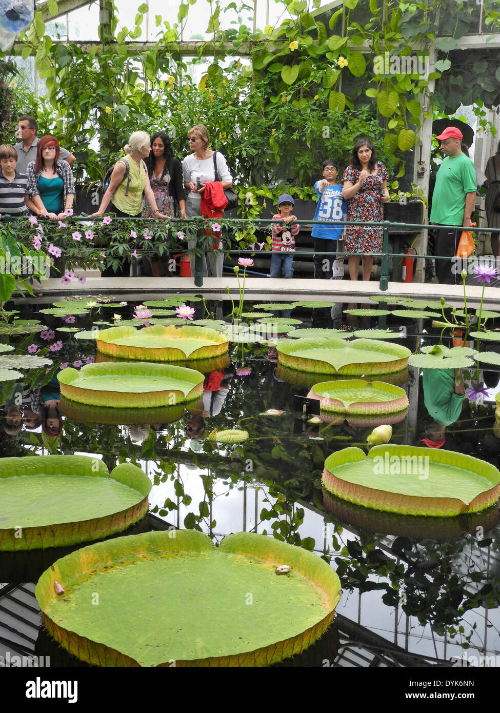 Visitors at Water Lily House, Kew Gardens, Kew, London, UK Stock Photo