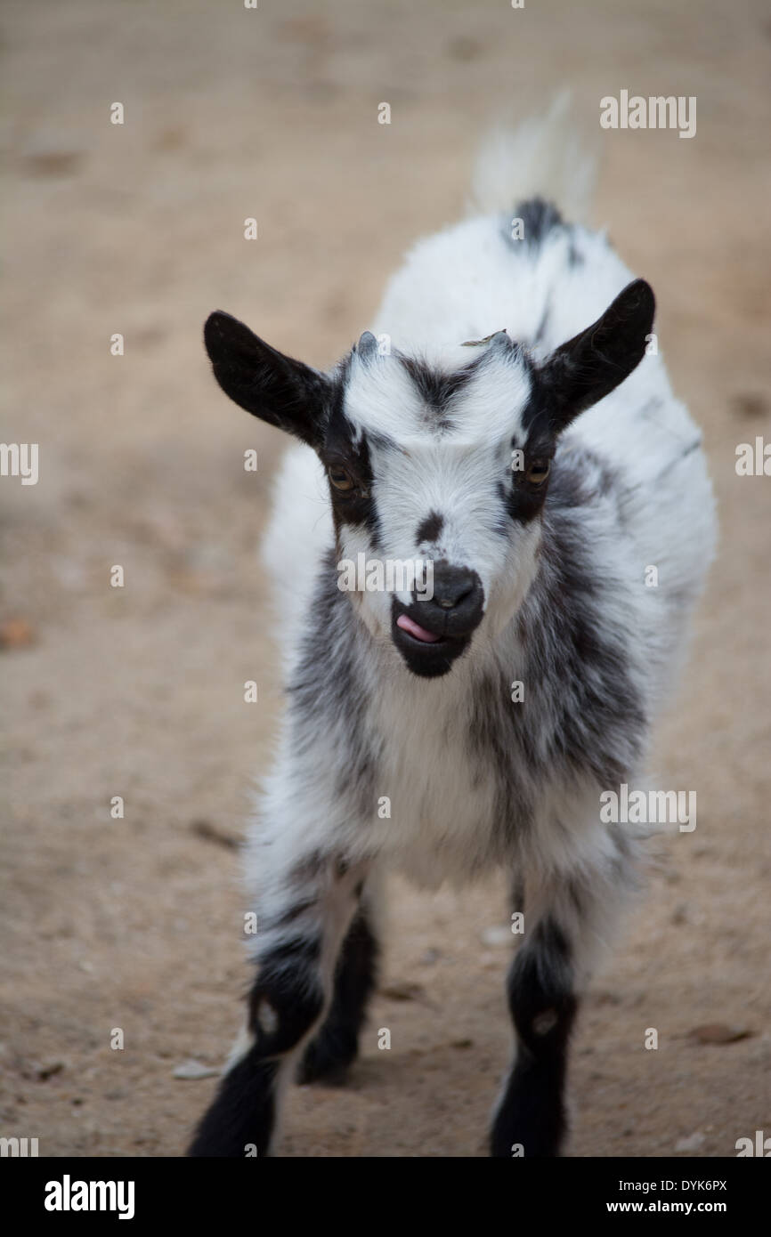 a baby goat walking towards the camera Stock Photo