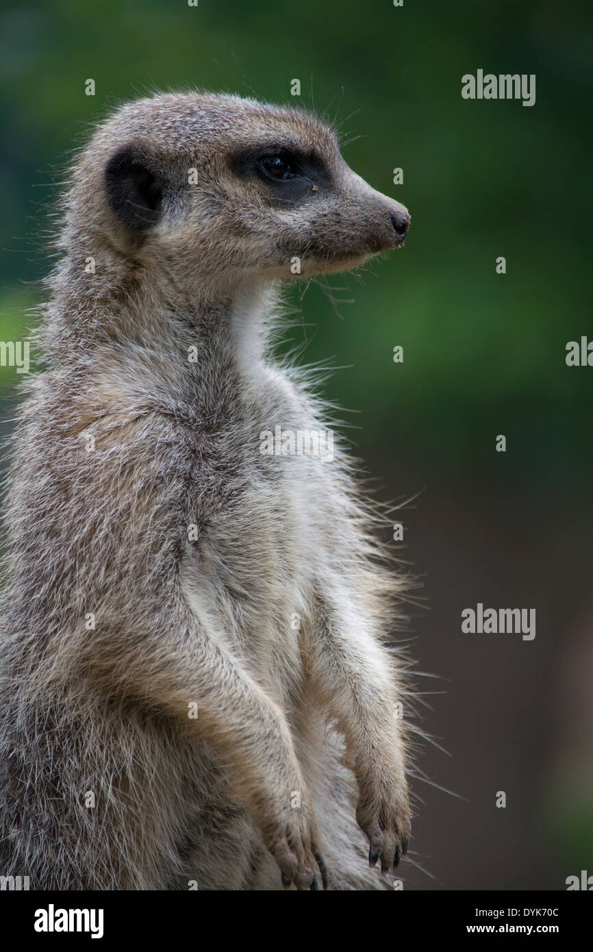 a meerkat standing up looking away Stock Photo