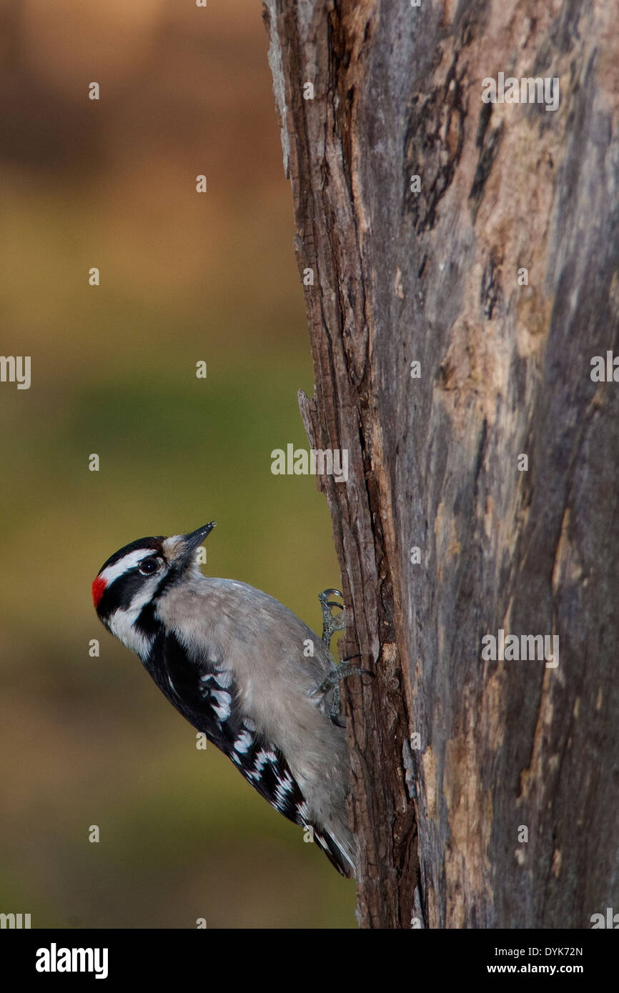 Hairy woodpecker climbing tree Stock Photo