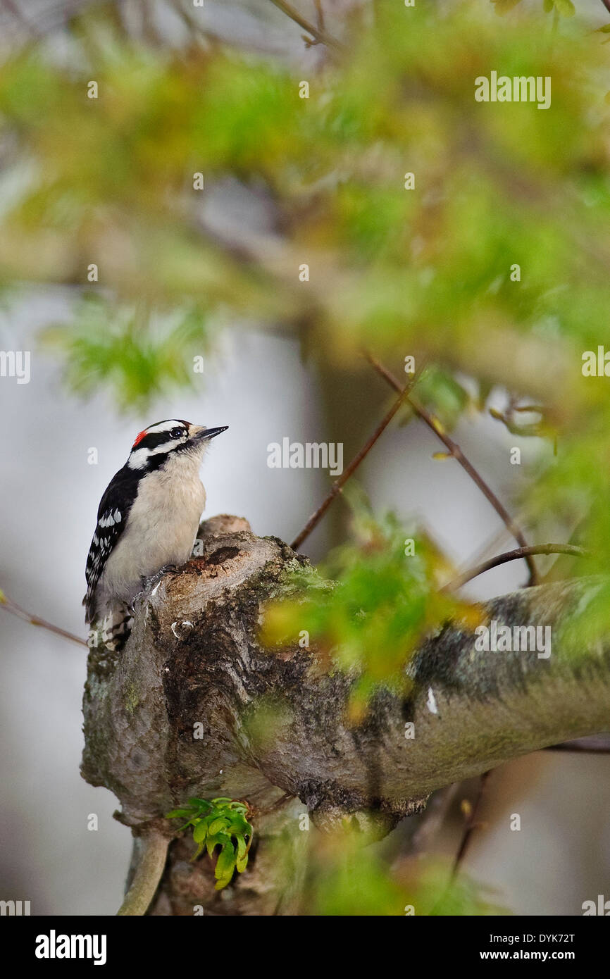 Hairy woodpecker in tree at knot Stock Photo