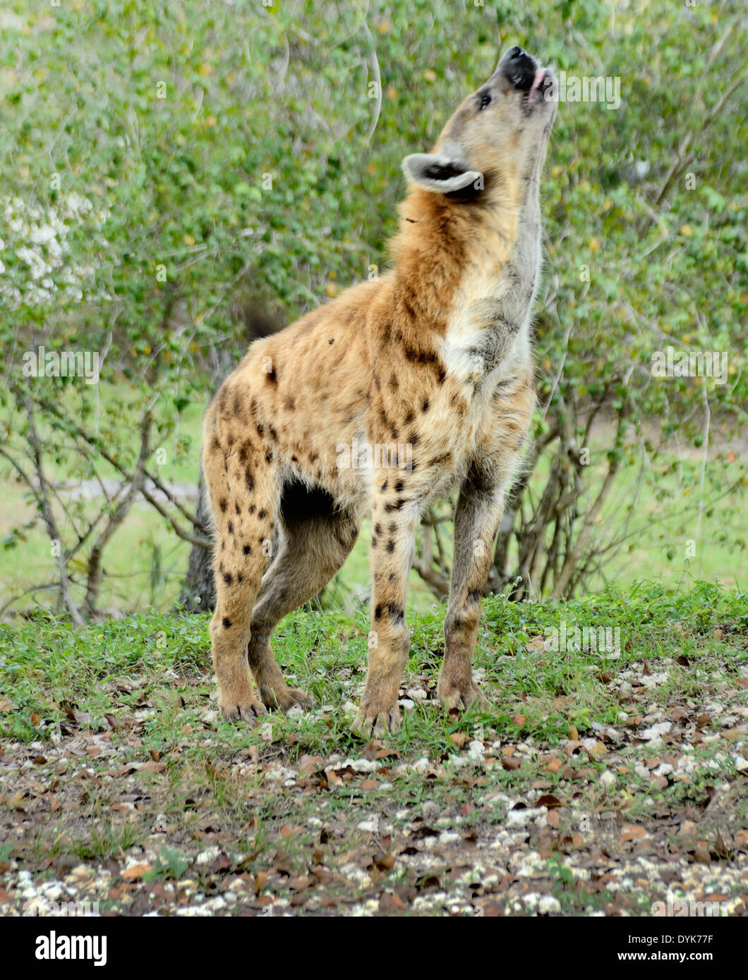 Spotted Hyena (laughing hyena) - Crocuta crocuta Stock Photo