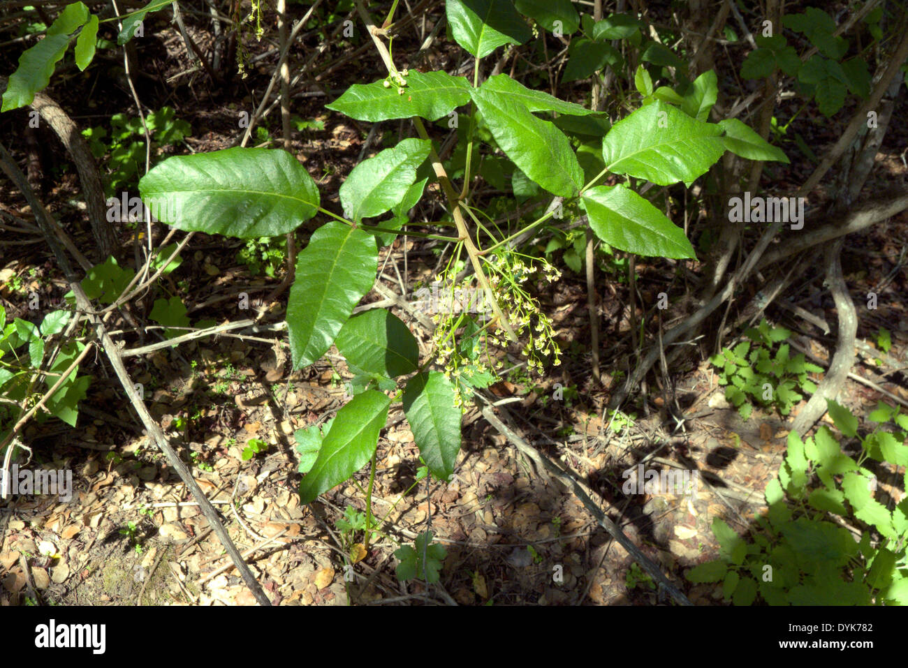 Poison Oak - Toxicodendron diversilobum, a woody shrub or vine known to cause allergic reactions in humans. Stock Photo