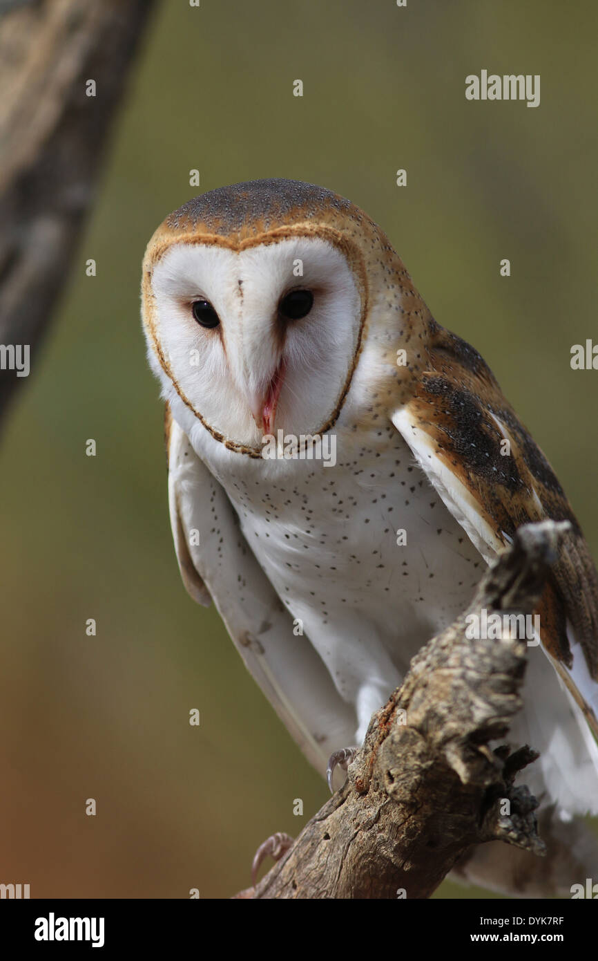 Barn owl Arizona sonoran desert Stock Photo Alamy