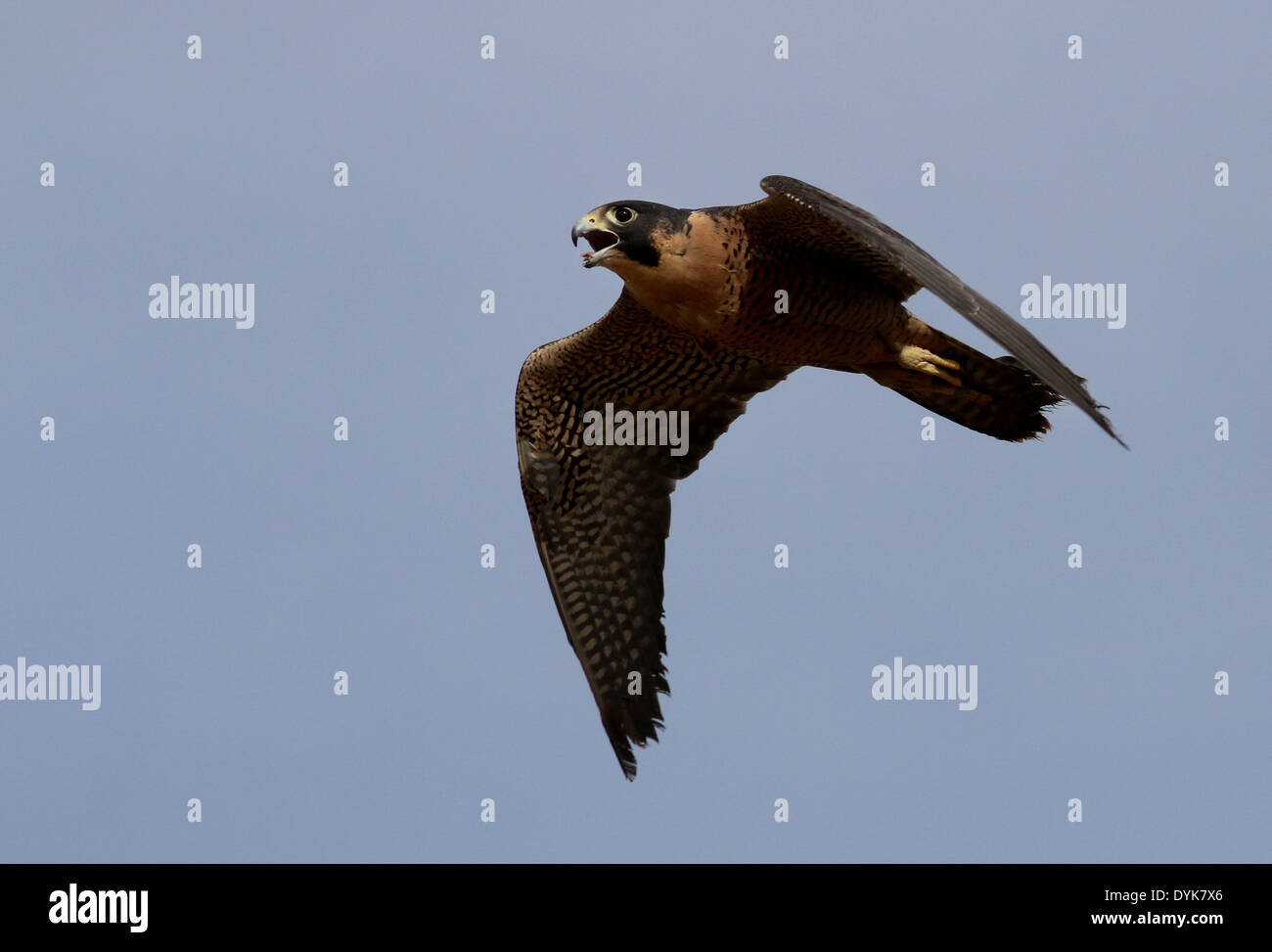 Peregrine falcon flying Arizona sonoran desert Stock Photo