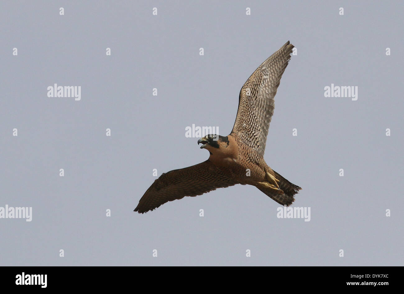 Peregrine falcon flying Arizona sonoran desert Stock Photo