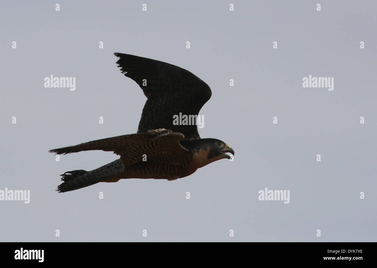 Peregrine falcon flying Arizona sonoran desert Stock Photo