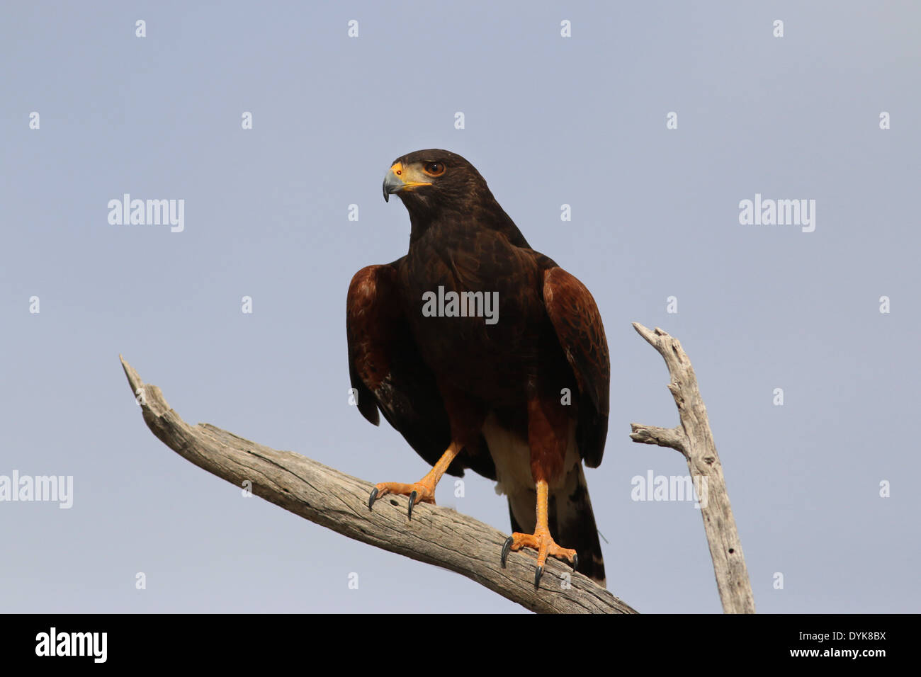 Saguaro cactus bird hi-res stock photography and images - Alamy