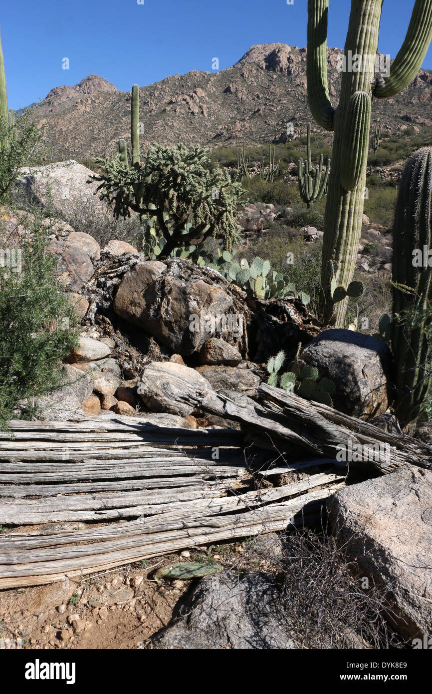 saguaro cactus Arizona sonoran desert Stock Photo - Alamy