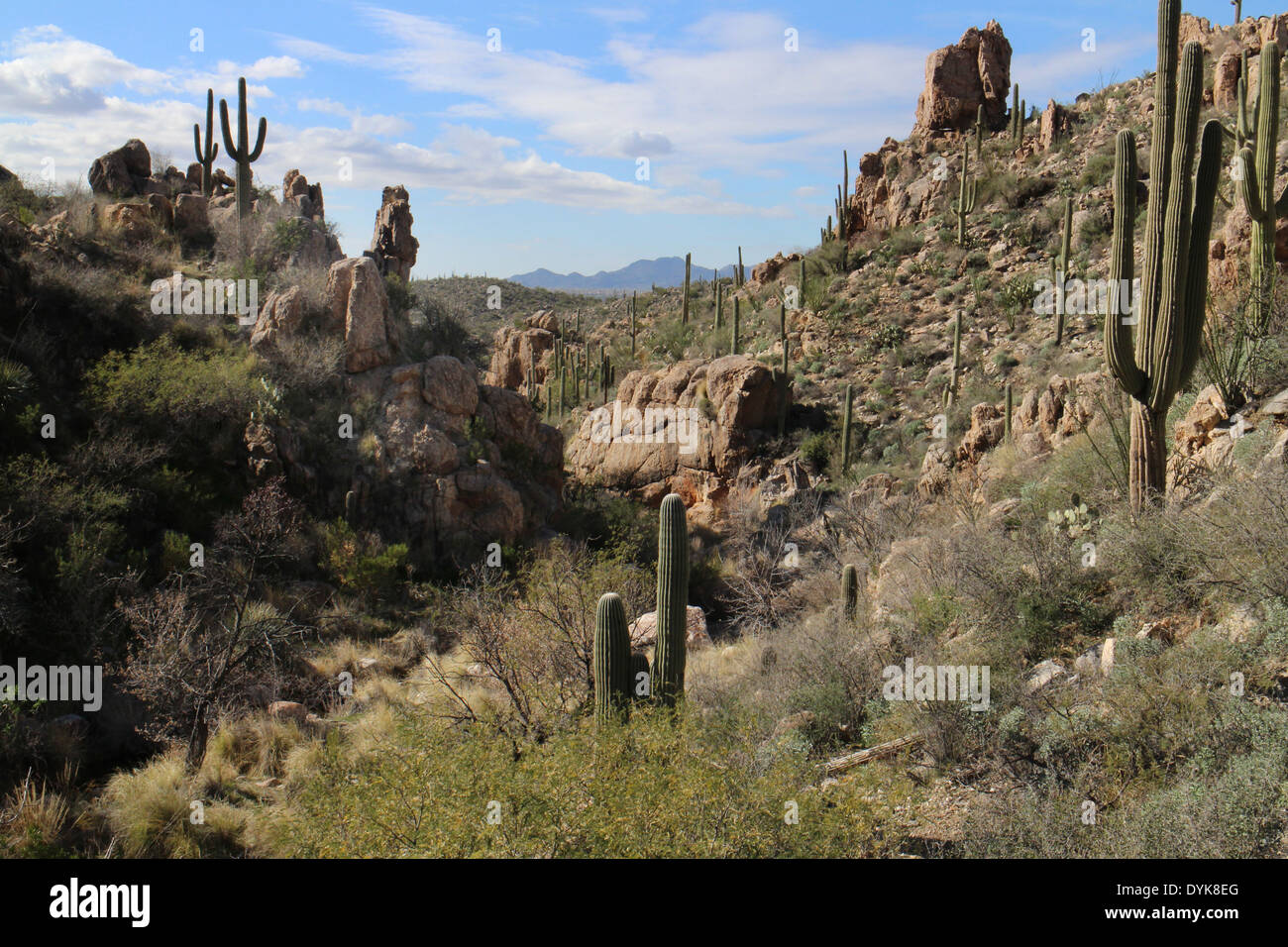 saguaro cactus Arizona sonoran desert Stock Photo