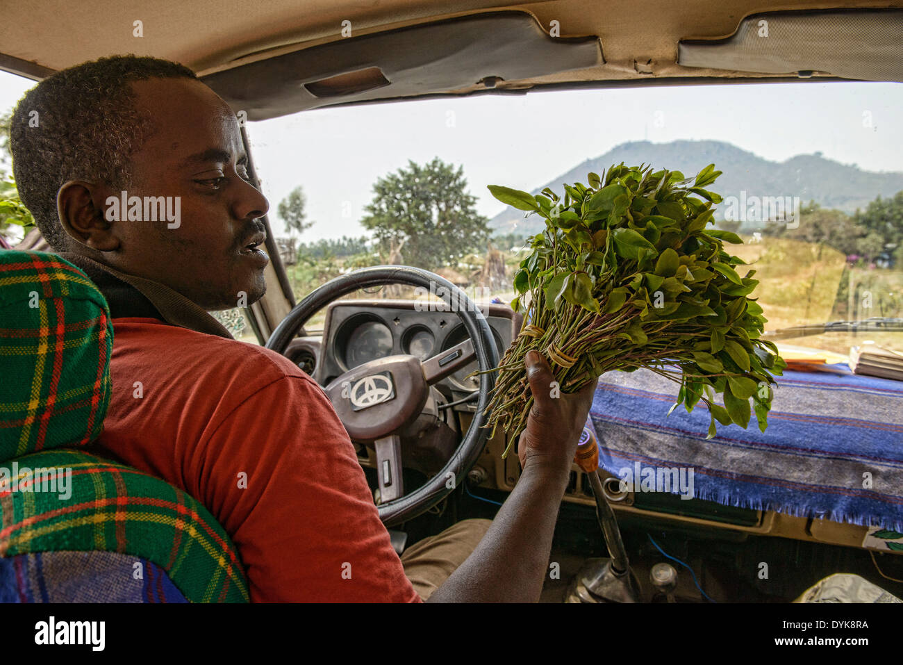 chewing qat (khat), a stimulant plant that is popular in Yemen and Ethiopia Stock Photo