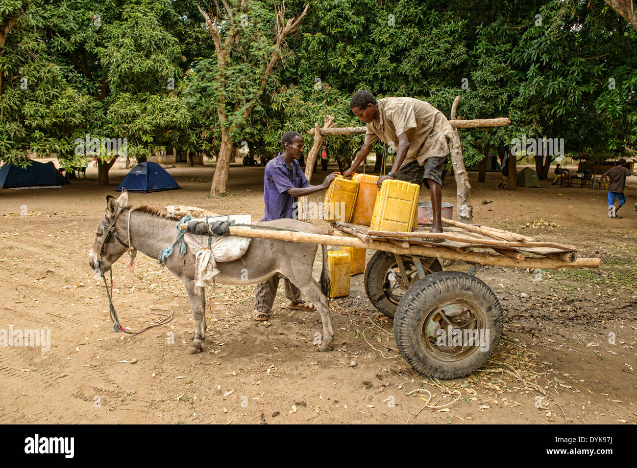 Hamer men loading water from the well on a donkey cart, Turmi in the Omo Valley, Ethiopia Stock Photo