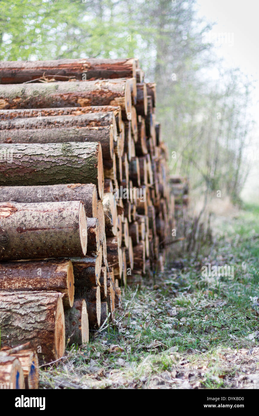 pile of wood in forest ready for transport Stock Photo