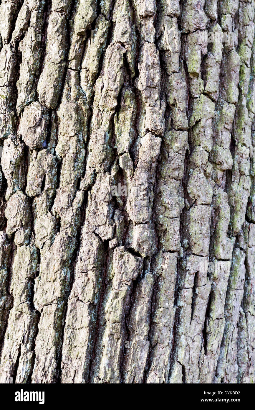 vertical image showing rough bark of tree in close-up Stock Photo