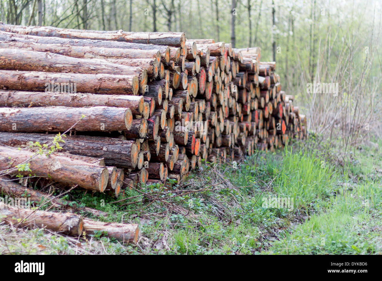 pile of wood in forest ready for transport Stock Photo