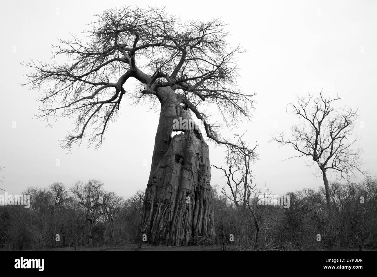 Baobab Tree (Adansonia digitata) black and white Stock Photo