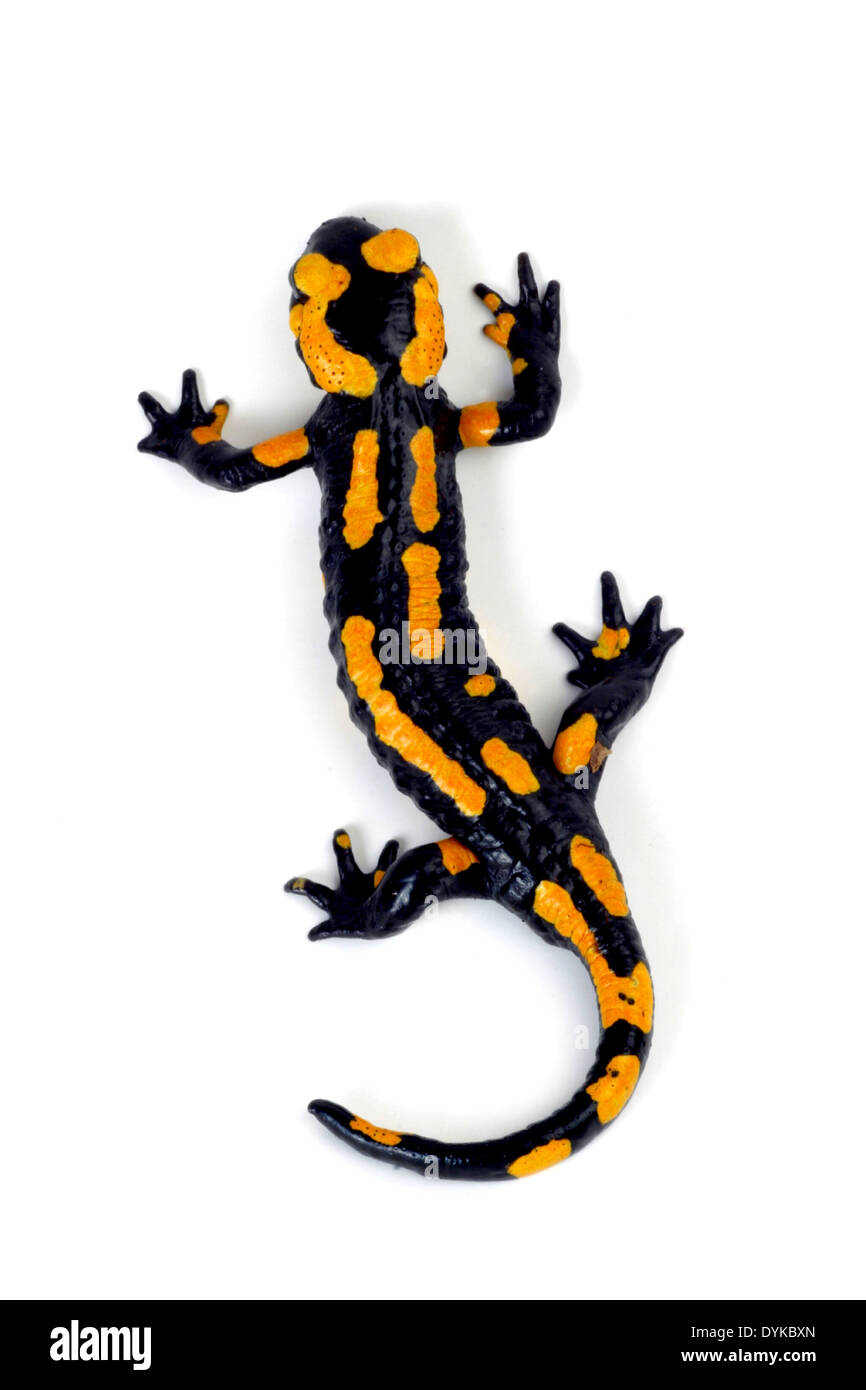 Feuersalamander, Salamandra salamandra terrestris, European fire salamander Stock Photo Alamy