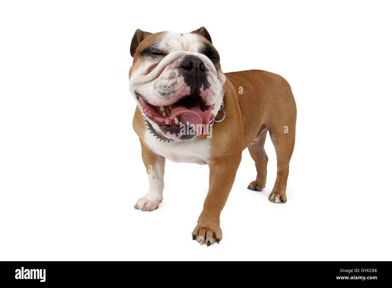 Englische Bulldogge, Canis lupus f. familiaris, English bulldog Stock Photo