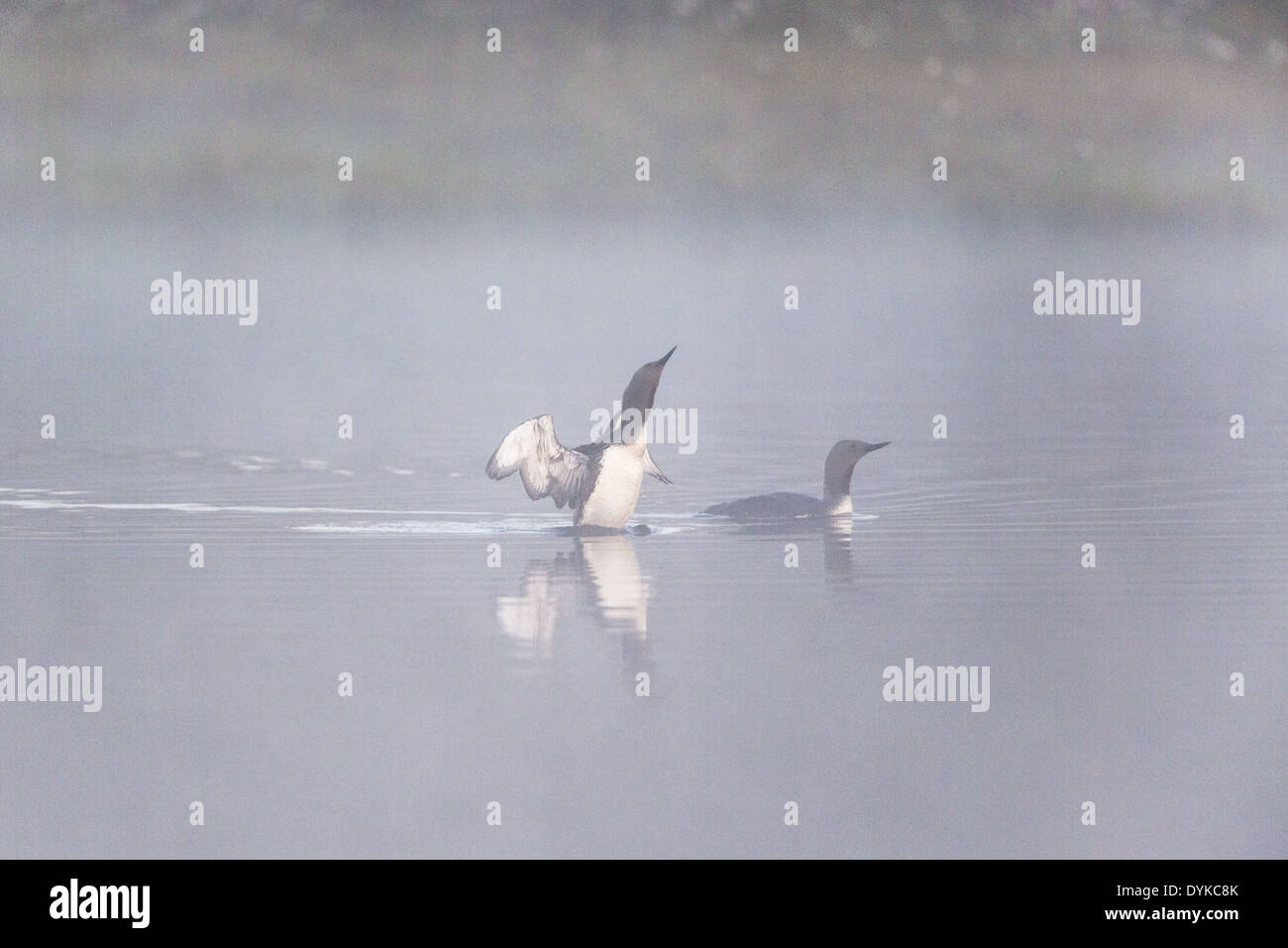 Red throated loon performing mating games in a foggy lake Stock Photo