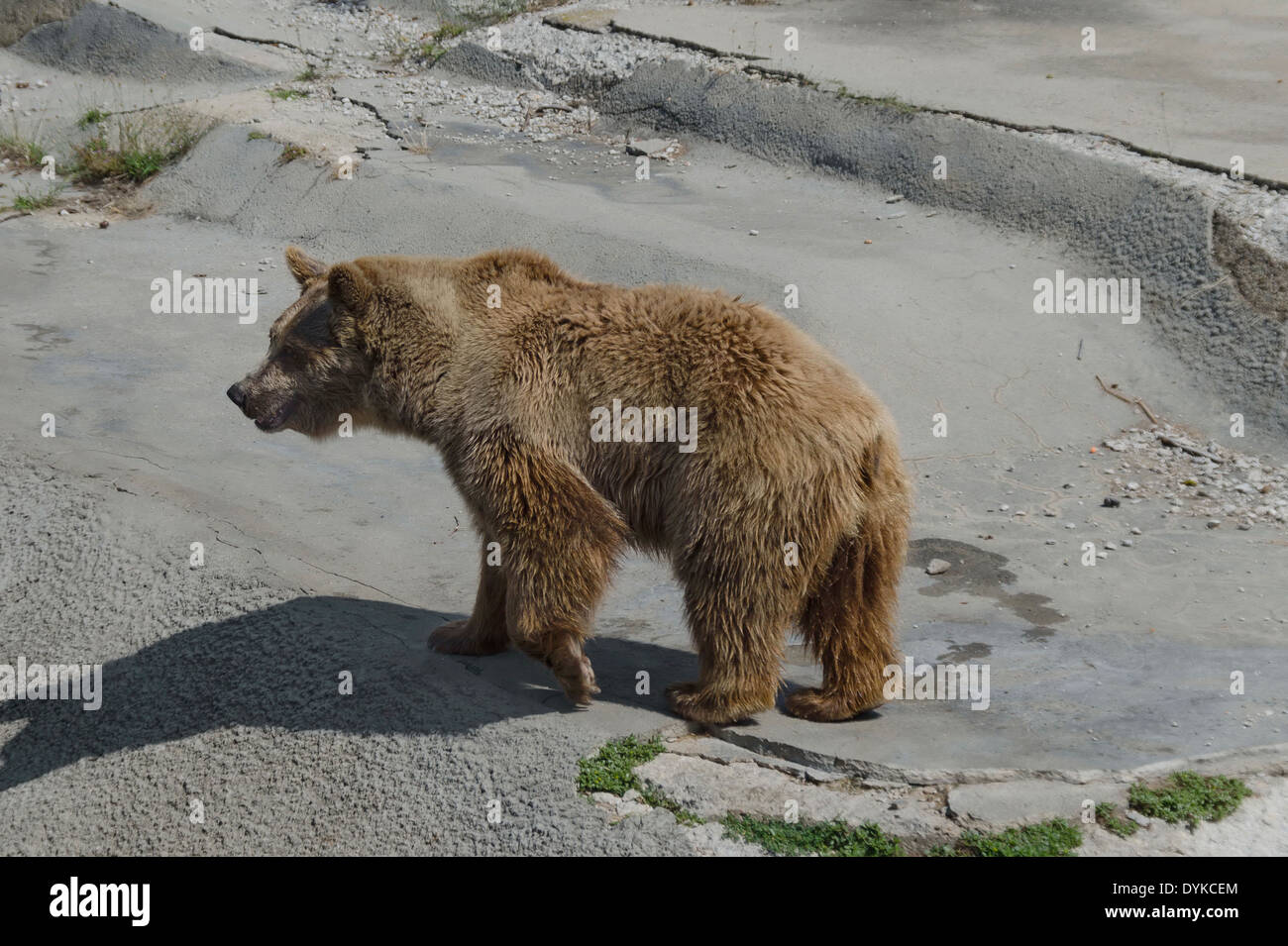 Brown bear out a turn about the lair in zoo Sofia, Bulgaria Stock Photo
