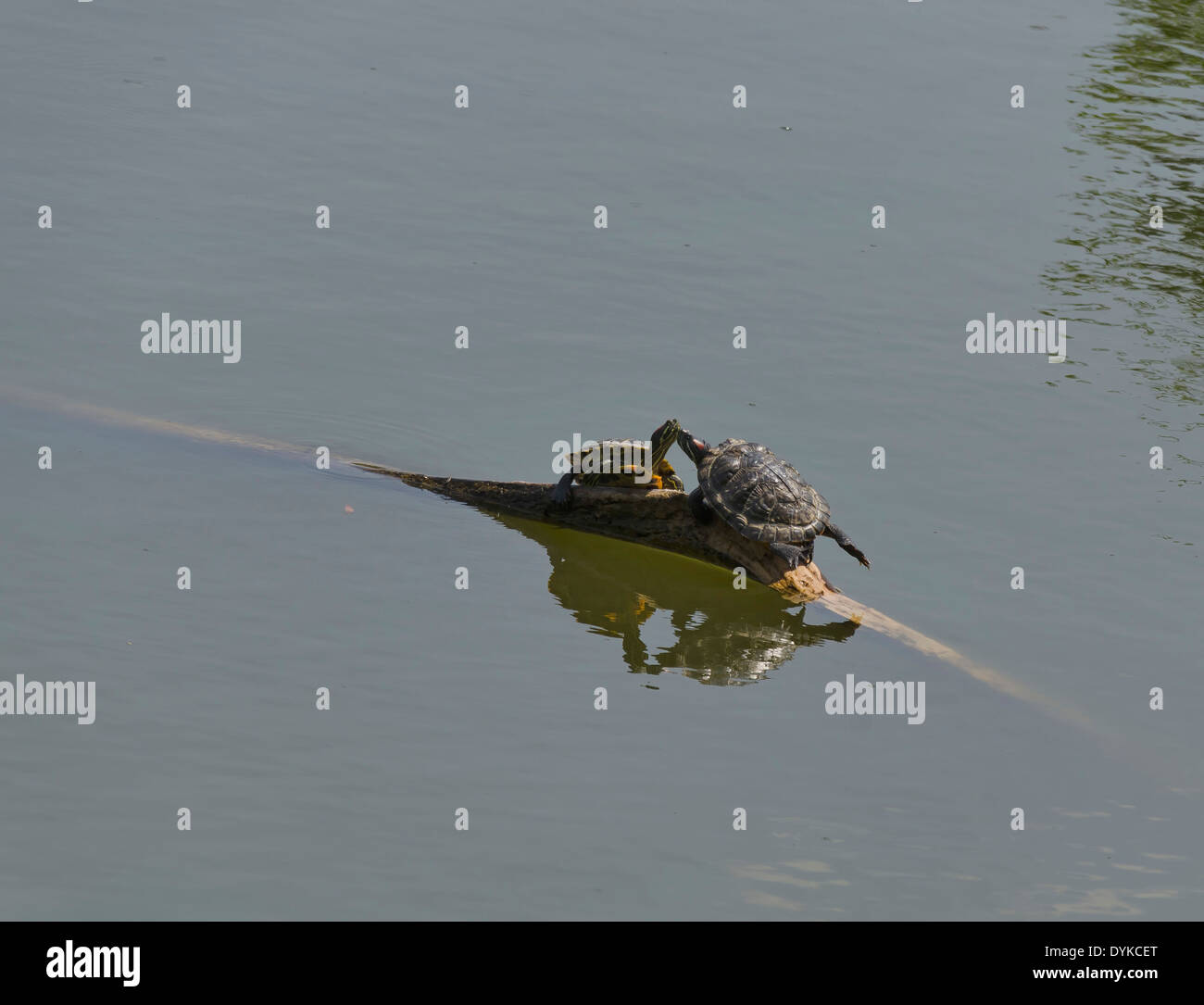 Lovemaking of two tortoises on the fallen tree in pond Stock Photo Alamy