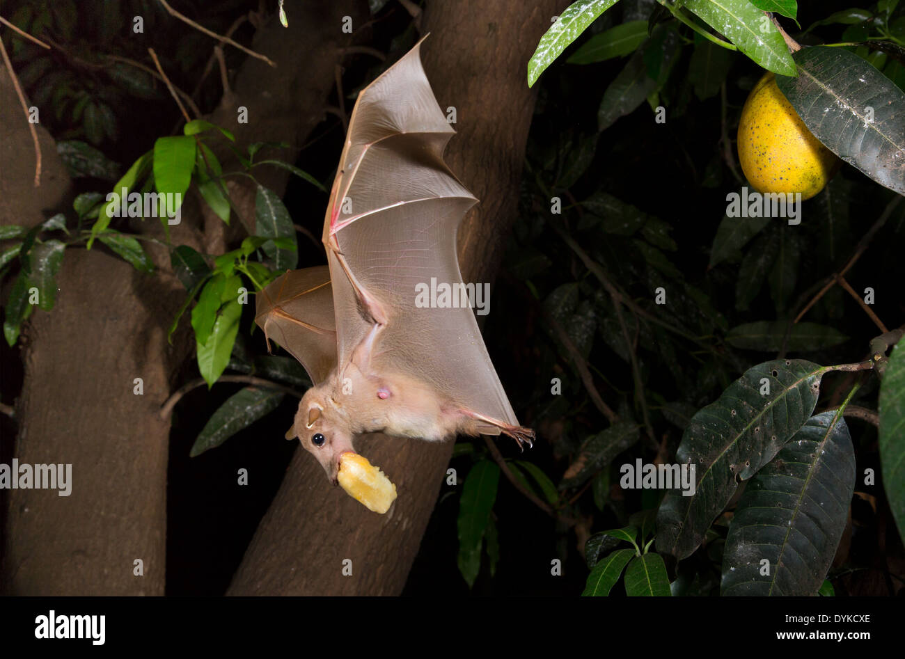 Gambian epauletted fruit bat (Epomophorus gambianus) foraging on mango