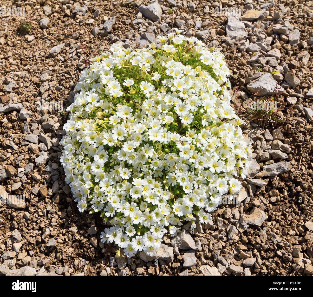 flowered carpet of Cerastium uniflorum, small alpine plant with white flowers Stock Photo