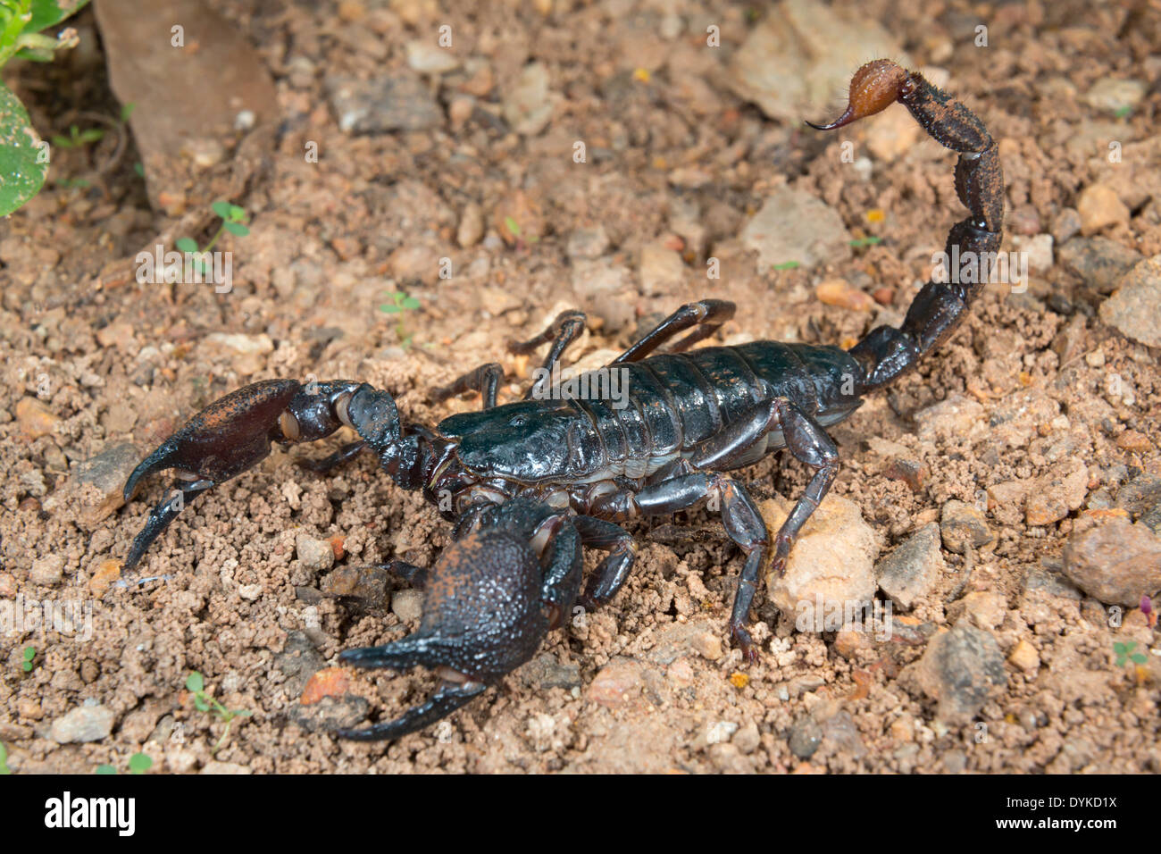 Emperor scorpion (Pandinus imperator), Ghana. Stock Photo
