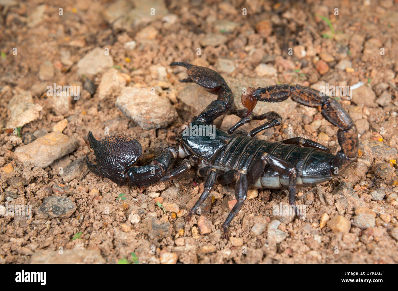 Emperor scorpion (Pandinus imperator), Ghana. Stock Photo