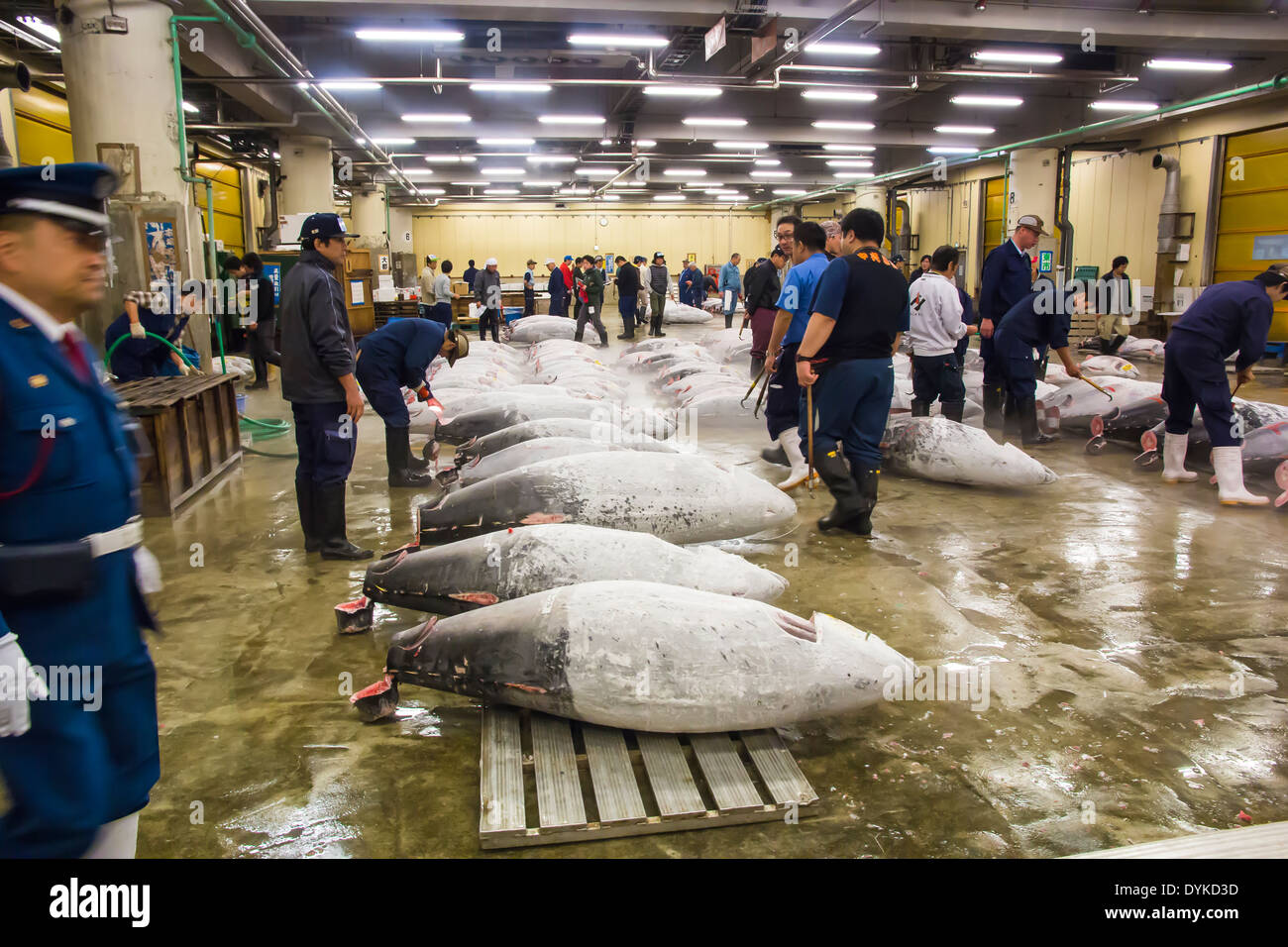 TOKYO, JAPAN OCTOBER 25 Tuna for auction at Tsukiji fish market on