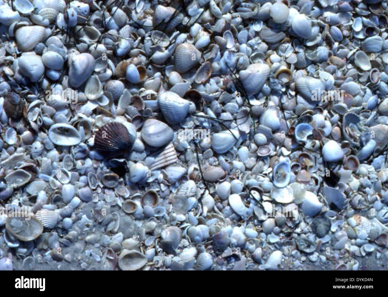 Seashells at Sanibel Island, Floria Stock Photo