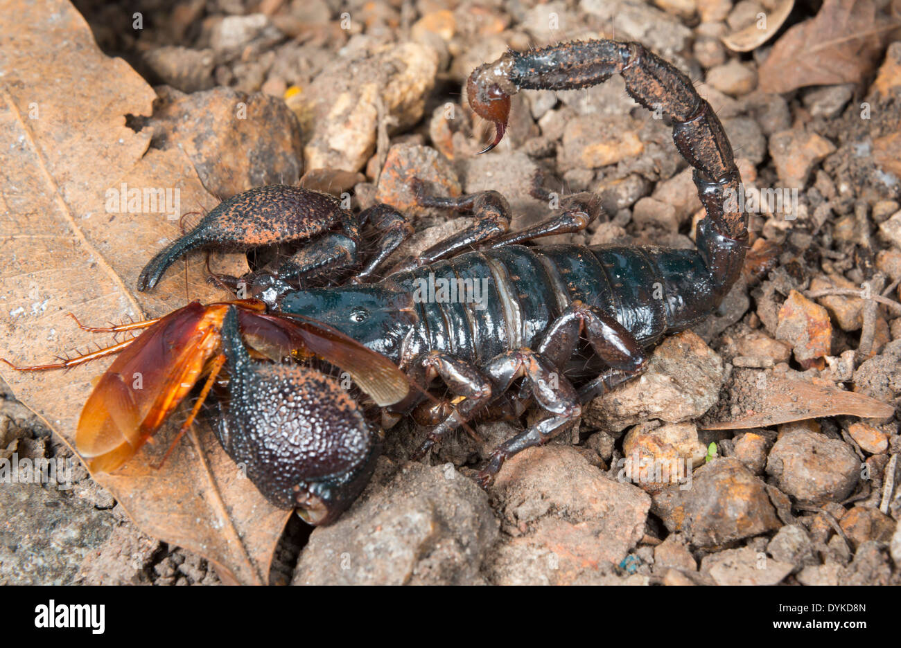 Emperor scorpion (Pandinus imperator) eating cockroach, Ghana. Stock Photo
