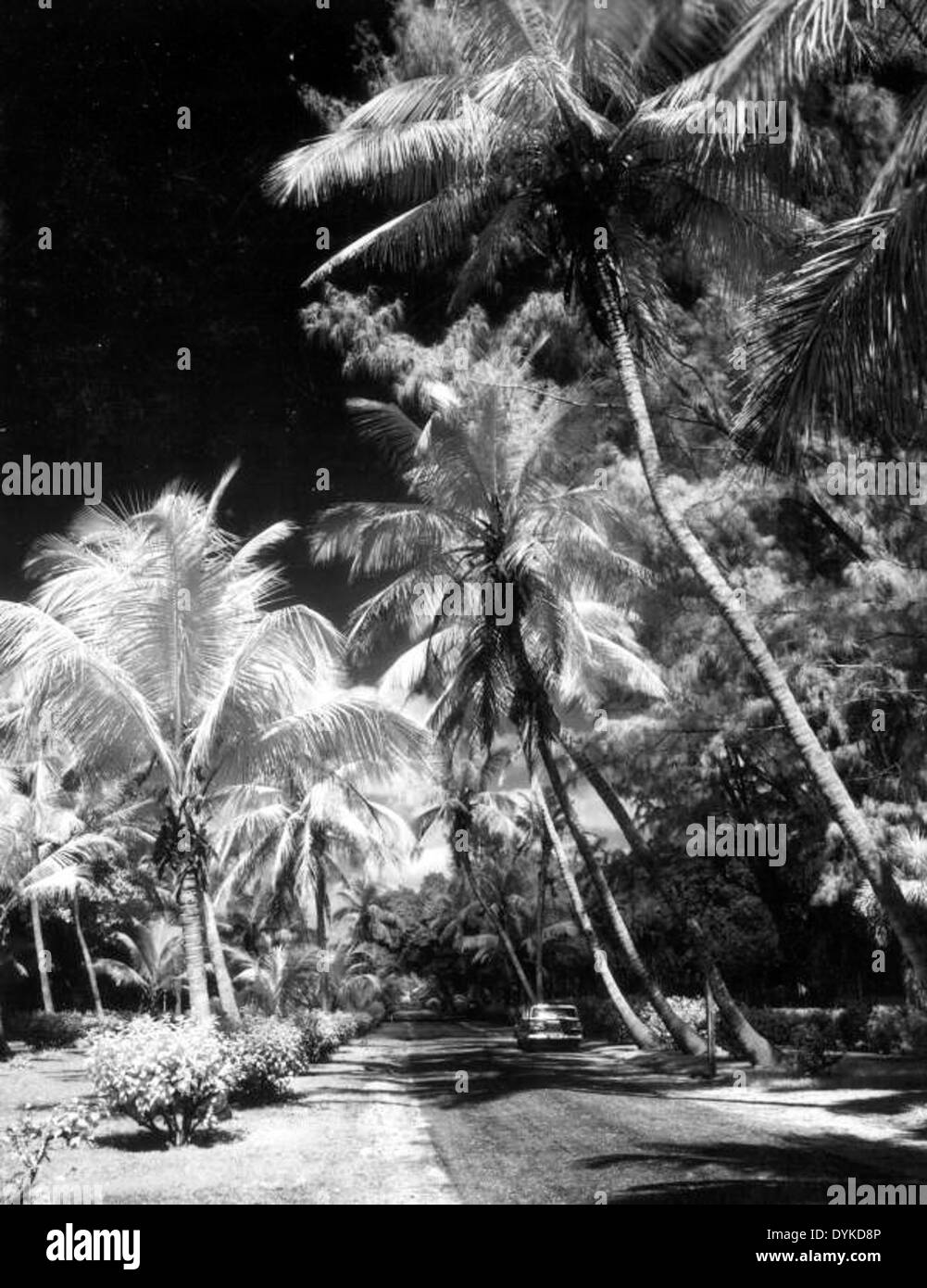 An infrared photograph of a road lined with palm trees in Boca Grande, Florida. The image showcases the beauty of the area's landscape and the distinctive palm-lined streets. Stock Photo