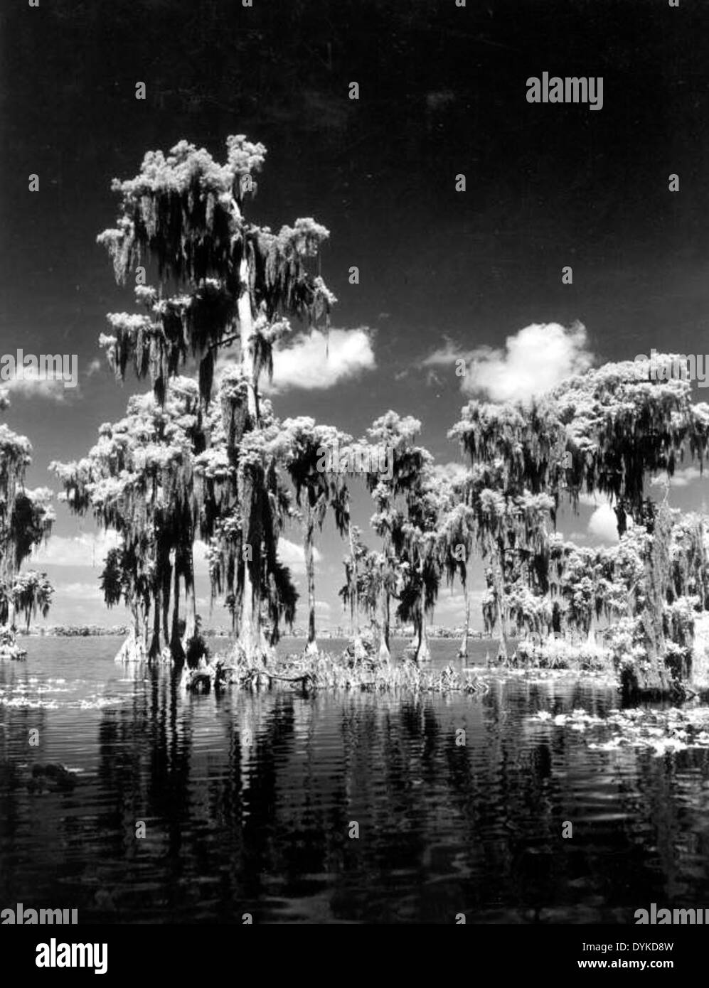 Cypress trees in the water Stock Photo