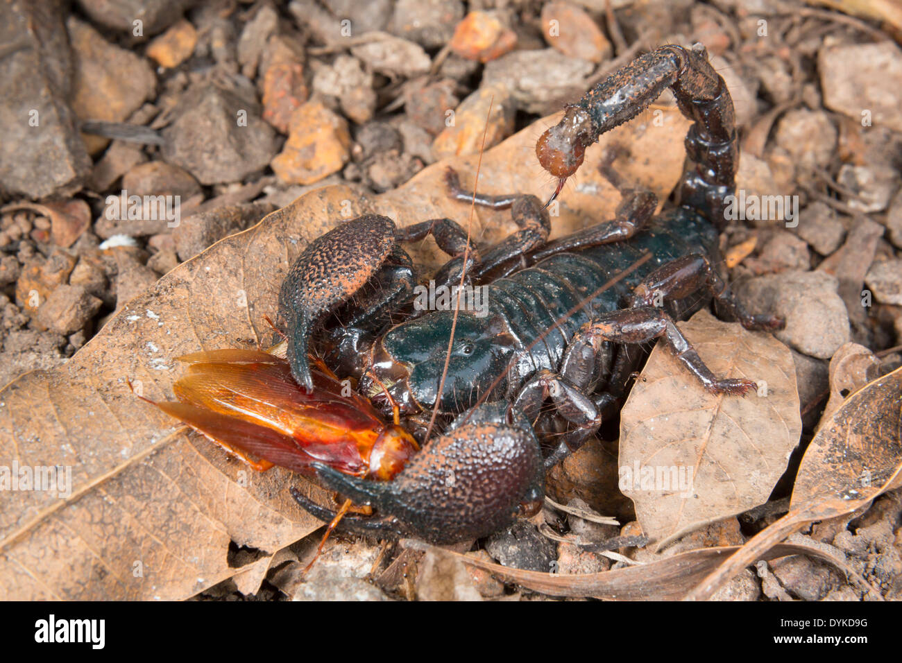 Emperor scorpion (Pandinus imperator) eating a cockroach, Ghana. Stock Photo