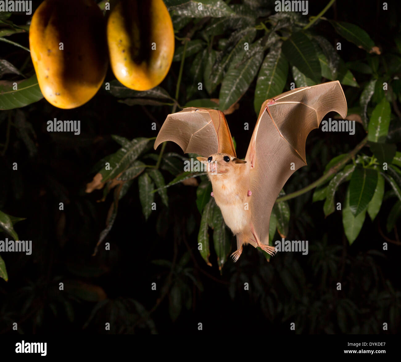 Gambian epauletted fruit bat (Epomophorus gambianus) foraging on mango, Ghana. Stock Photo