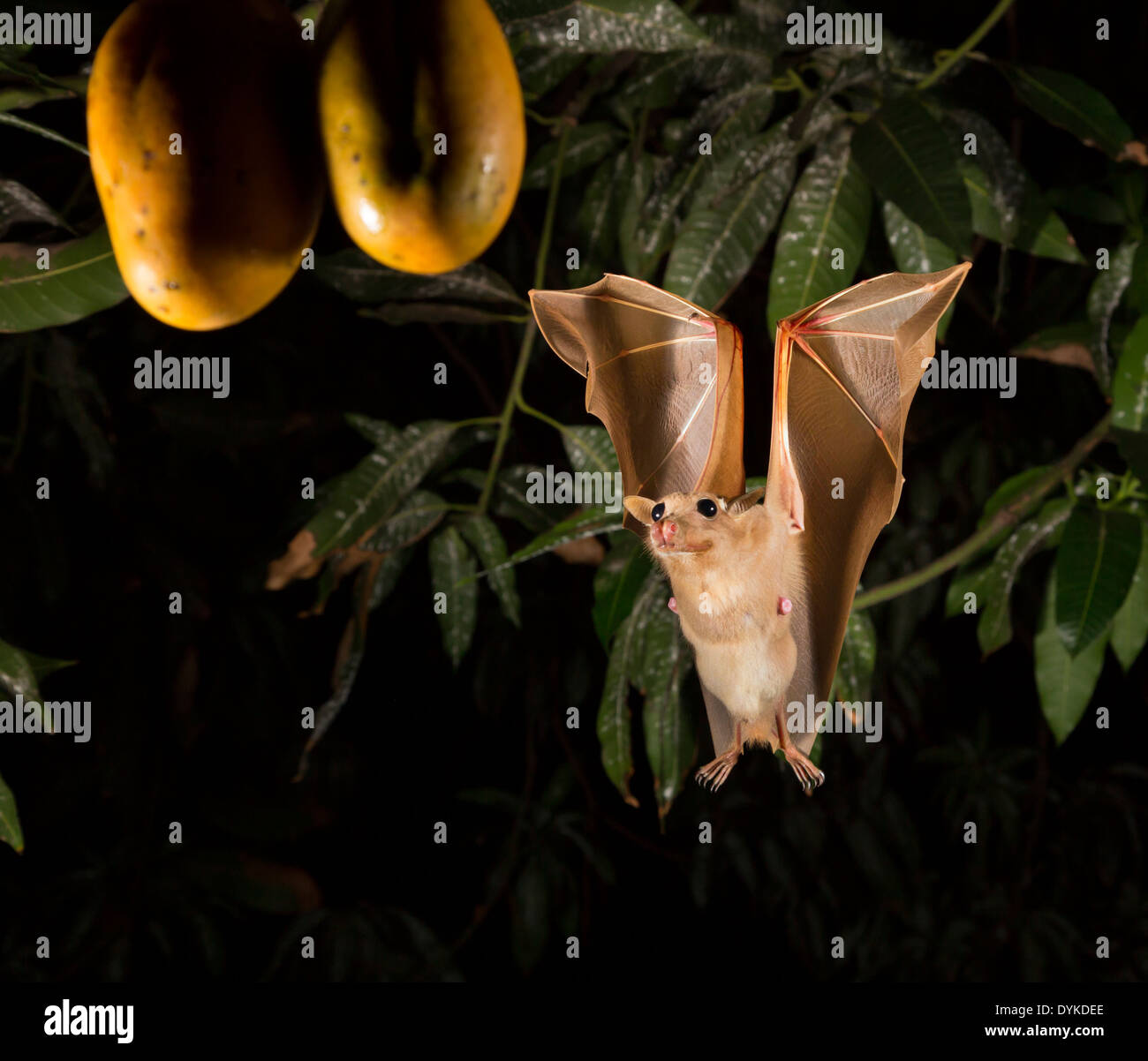 Gambian epauletted fruit bat (Epomophorus gambianus) foraging on Stock